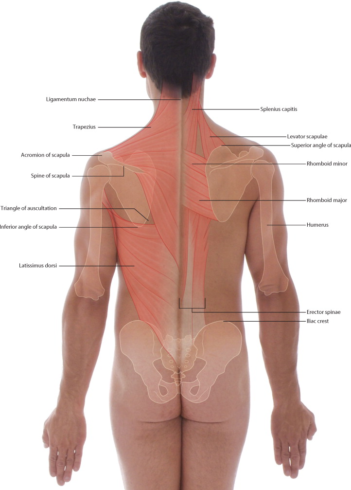 back muscles 2).jpg